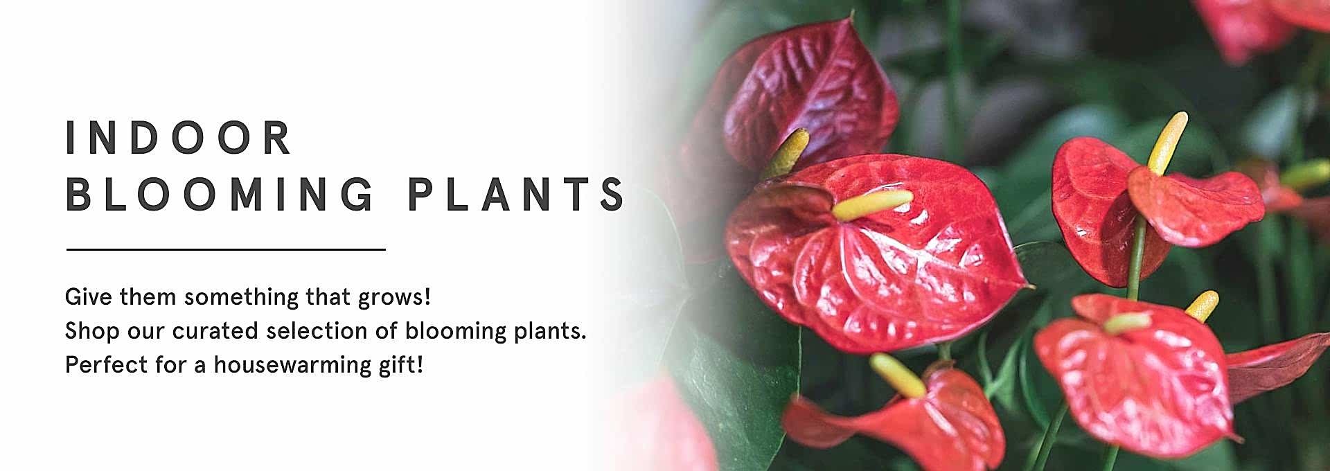 Indoor Blooming Plants