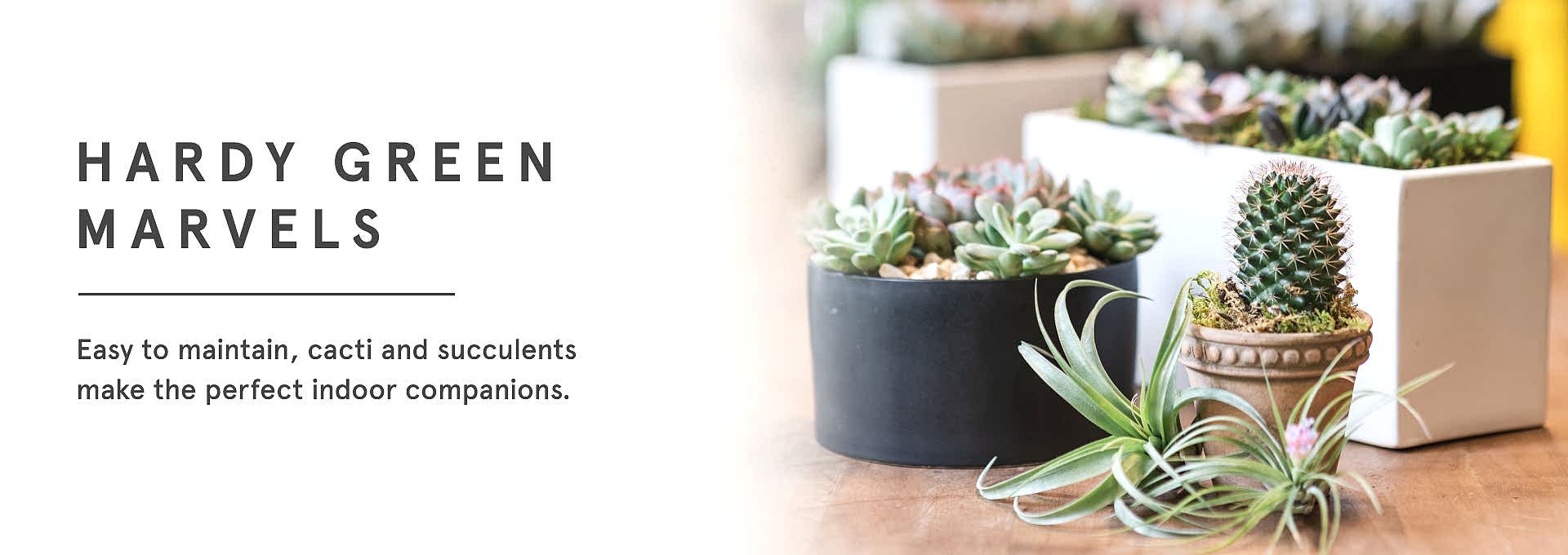 Cacti & Succulents