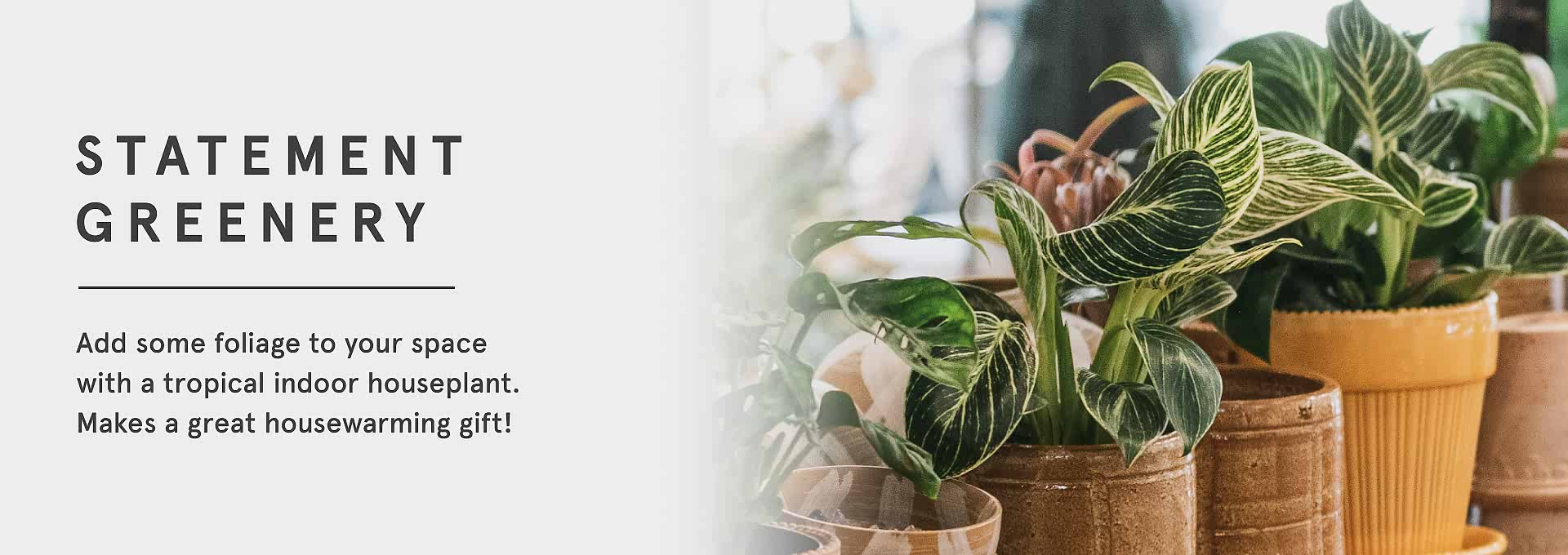 Indoor Foliage Plants