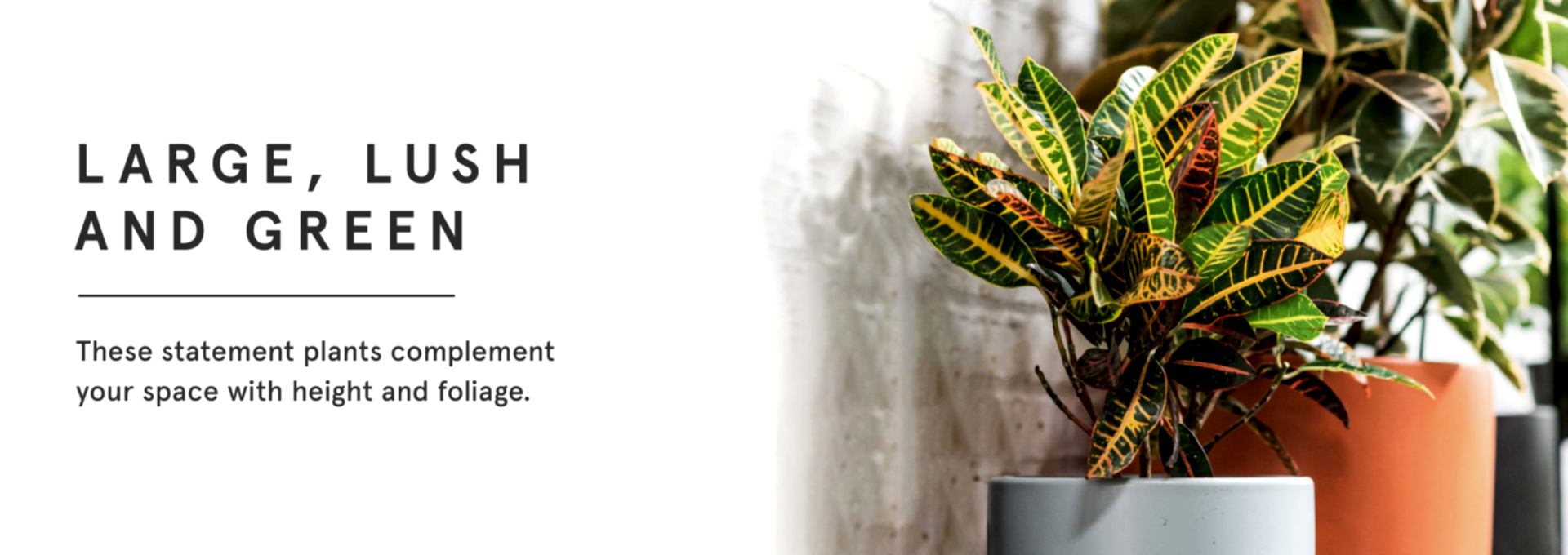 Large Indoor Plants 