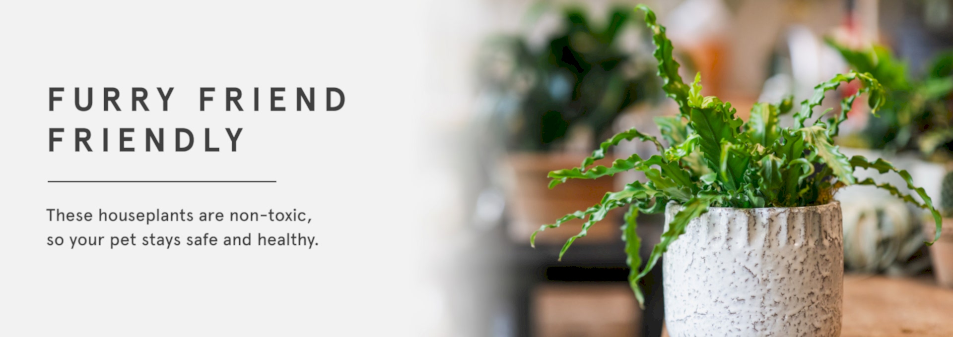 Pet Friendly Plants