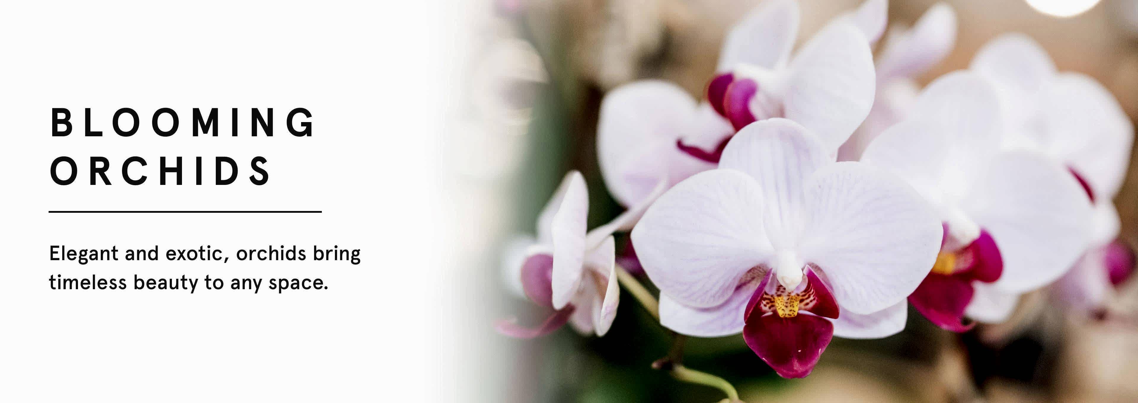 Orchid Plants