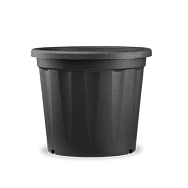 Bird of Paradise - Grande - buymebess.com