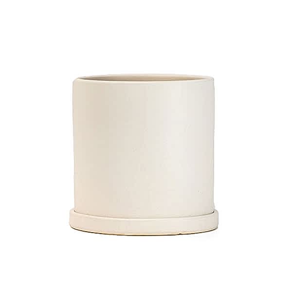 3-Stem White Orchid Plant - buymebess.com