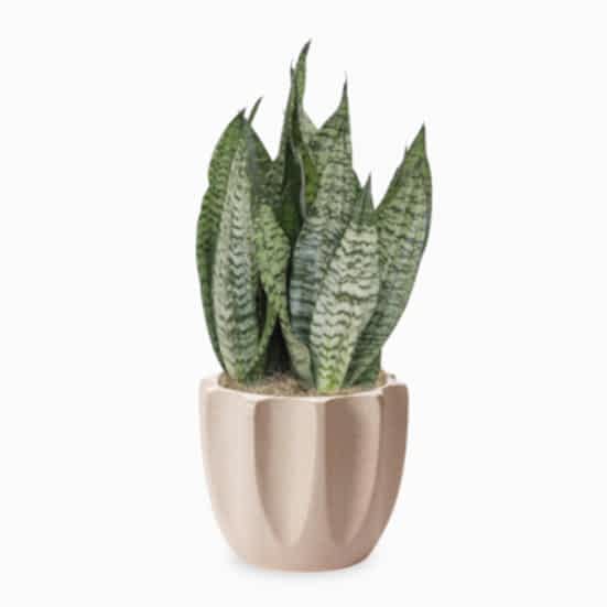 Snake Plant Futura Robusta - Medio Plants