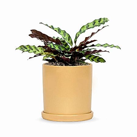 Calathea Rattlesnake - Medio