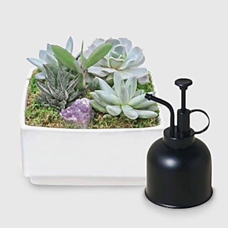 Verge Succulent Crystal Garden + Black Matte Plant Mister