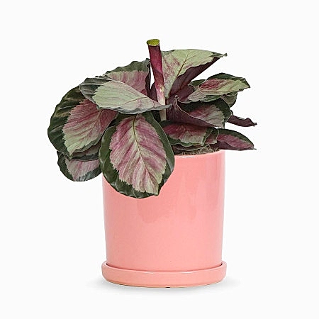 Calathea Rosy - Medio