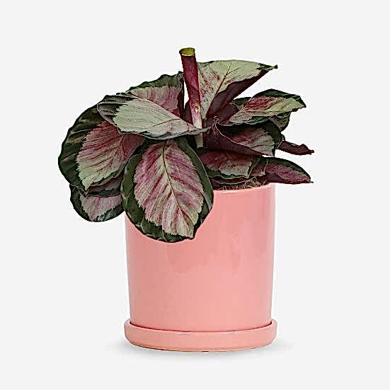 Calathea Rosy - Medio Plants
