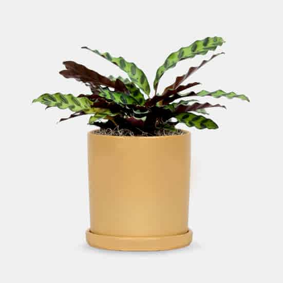 Calathea Rattlesnake - Medio Plants
