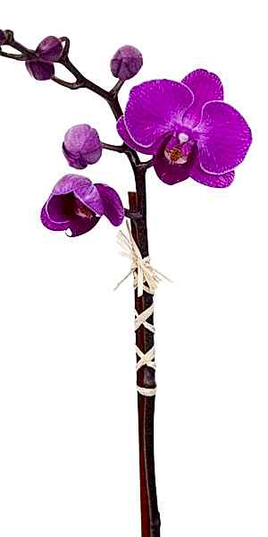 Mini Purple Phalaenopsis in Cube