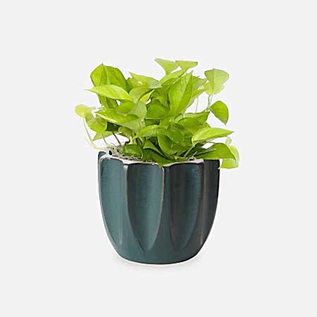 Neon Pothos - Medio