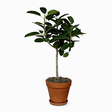 Ficus Audrey Topiary - Grande