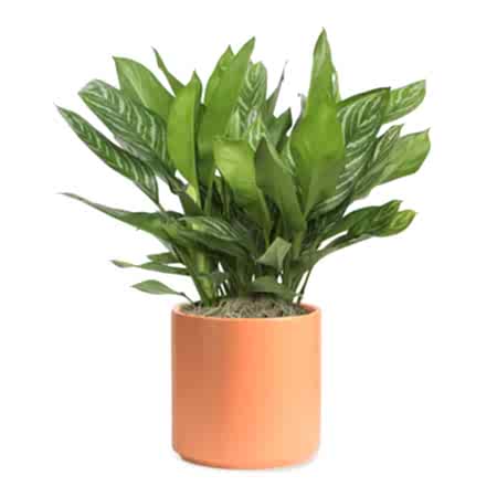 Aglaonema Stripes - X-Grande