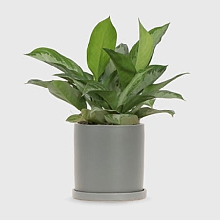Aglaonema Silver Bay - Medio