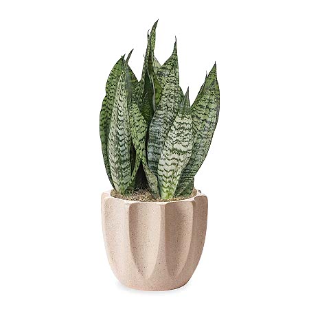 Snake Plant Futura Robusta - Medio