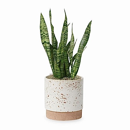 Snake Plant Black Coral - Medio
