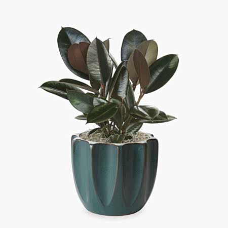 Rubber Tree Plant - Medio