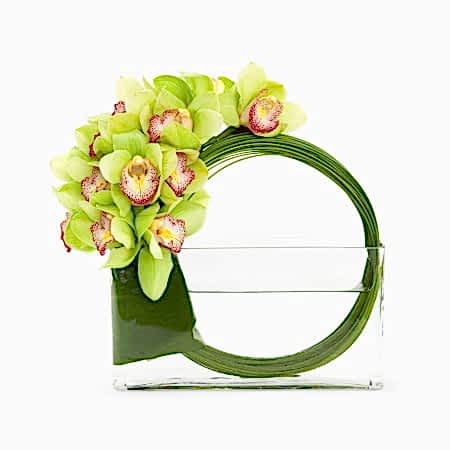 Fantasy Cymbidium Orchids