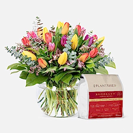 Multicolor Tulip Garden + PlantShed Coffee