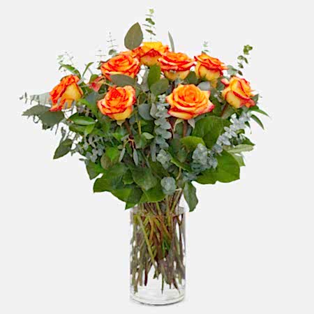1-Dozen Bicolor Roses
