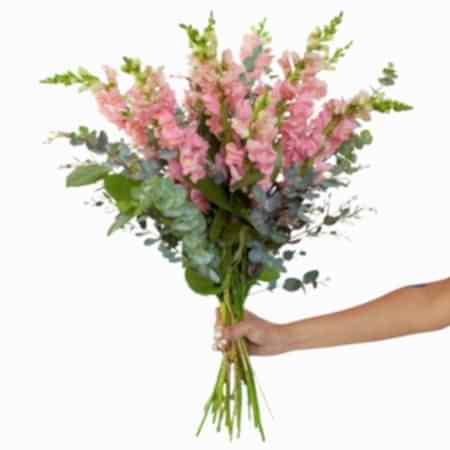 Pink Snapdragon Bouquet