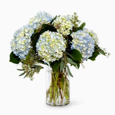 Blue Hydrangeas