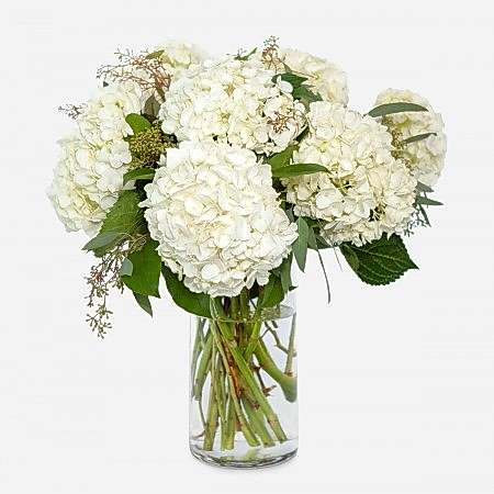 White Hydrangeas