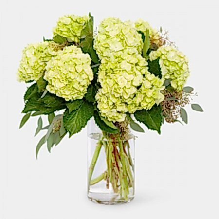 Lime Green Hydrangeas