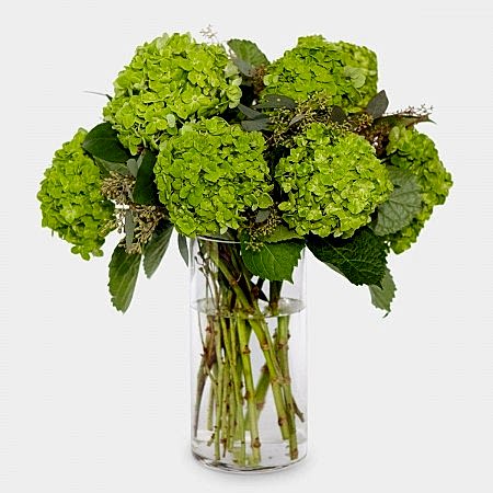 Emerald Green Hydrangeas