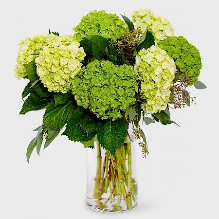 Eve Hydrangeas