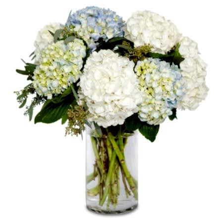 Ella Hydrangeas
