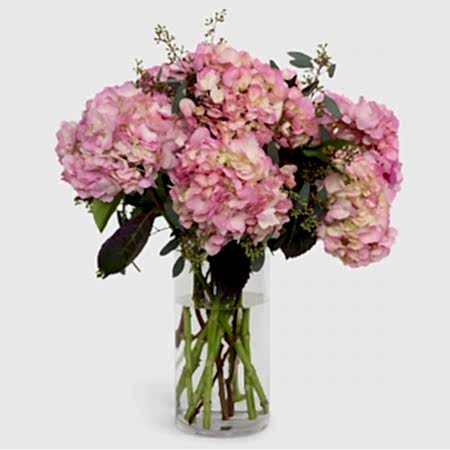 Pink Tint Hydrangeas Hydrangeas