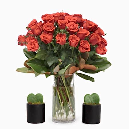 4-Dozen Elegant Roses + Sweetheart Plants