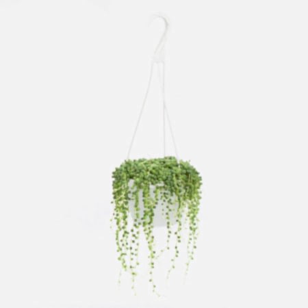 Hanging String of Pearls