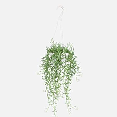 Hanging Fishhooks