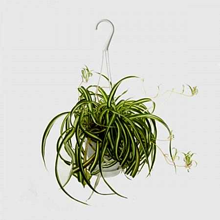 Hanging Bonnie Spider Plant