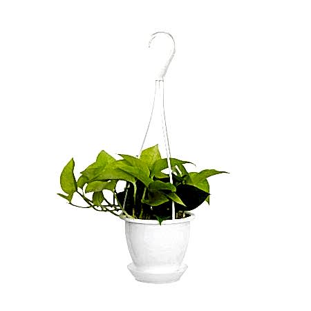 Hanging Neon Pothos