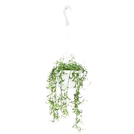 Hanging String of Dolphins