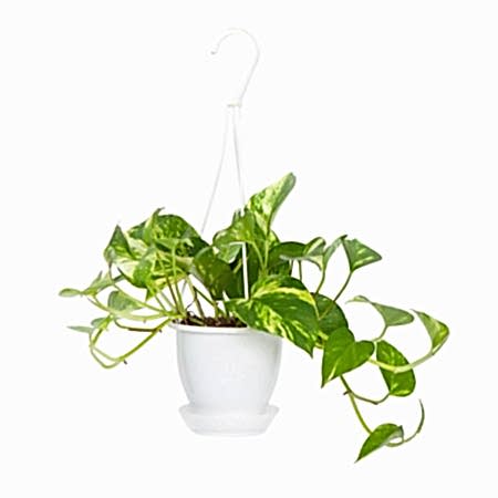 Hanging Golden Pothos
