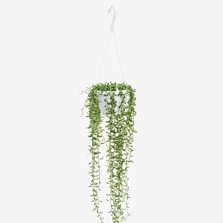 Hanging String of Bananas
