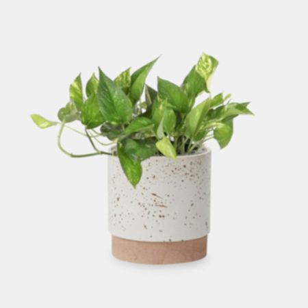 Golden Pothos - Medio