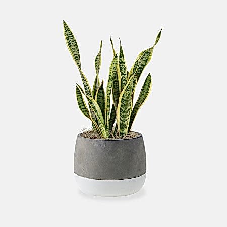 Snake Plant Laurentii - Medio