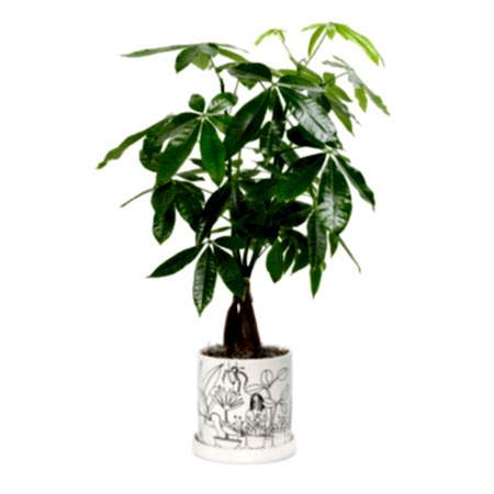 Money Tree - Medio