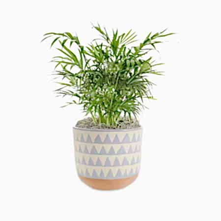 Neanthe Bella Palm - Medio