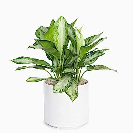 Aglaonema Silver Bay - Grande