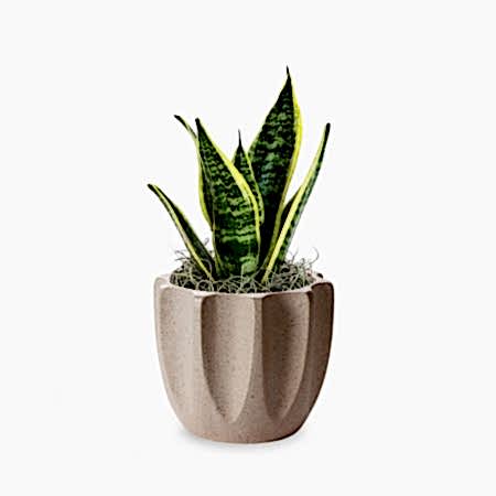 Snake Plant Laurentii - Piccolo