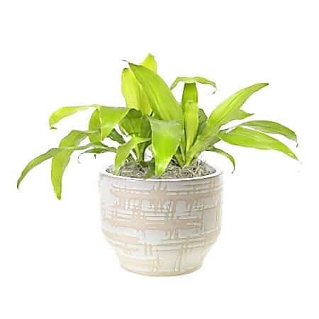 Dracaena Limelight - Medio