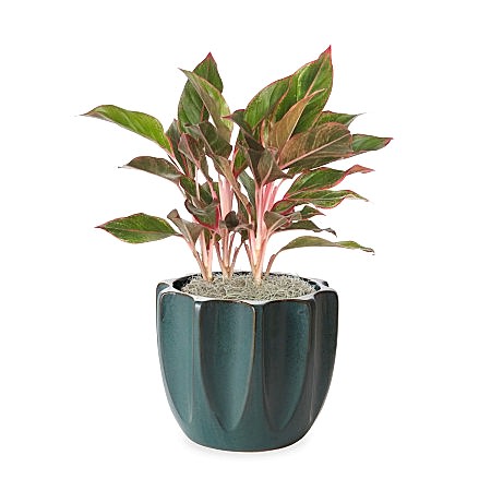 Aglaonema Siam - Medio