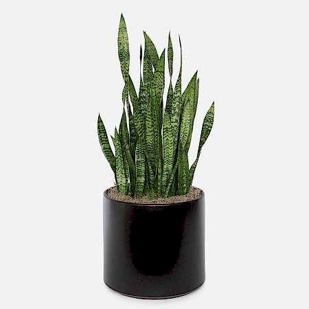 Snake Plant Black Coral - X-Grande